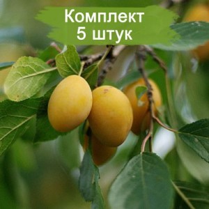 Саженцы ранней желтой сливы Яхонтовая -  комплект 5 шт.