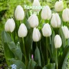 Комплект 5шт / Тюльпан Уайт Принц