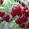 Комплект 5шт / Вишня Стойкая